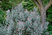 OZOTHAMNUS ROSMARINIFOLIUS SILVER JUBILEE