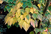 AUTUMNAL LEAVES OF ACER RUFINERVE SNAKE-BARK MAPLE