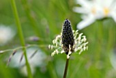 PLANTAGO LANCEOLATA IN WILDFLOWER MEADOW