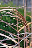 MISCANTHUS GRAZIELLA FLOWERHEAD IN AUTUMN