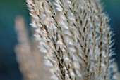 MISCANTHUS GRAZIELLA FLOWERHEAD IN AUTUMN