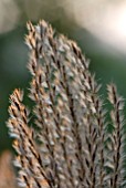 MISCANTHUS GRAZIELLA FLOWERHEAD IN AUTUMN