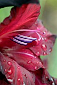 GLADIOLUS BLACK JACK