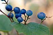 BERRIES OF AMPELOPSIS BREVIPEDUNCULATA