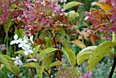 HYDRANGEA PHANTOM AND SPIDERS WEB