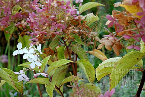 HYDRANGEA_PHANTOM_AND_SPIDERS_WEB