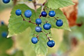 BERRIES OF AMPELOPSIS BREVIPEDUNCULATA