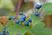 BERRIES OF AMPELOPSIS BREVIPEDUNCULATA