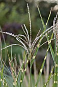 MISCANTHUS ZEBRINUS FLOWERHEAD