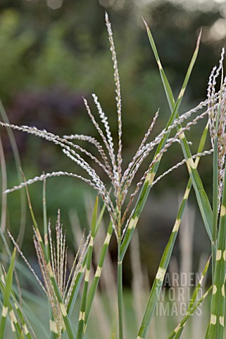 MISCANTHUS_ZEBRINUS_FLOWERHEAD