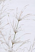 GRASS IN SNOW