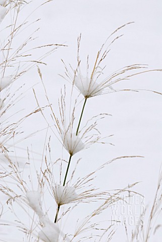 GRASS_IN_SNOW