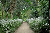 AVENUE OF LIBERTIA GRANDIFLORA AT ABBOTSBURY SUB-TROPICAL GARDEN