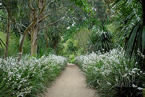 AVENUE_OF_LIBERTIA_GRANDIFLORA_AT_ABBOTSBURY_SUBTROPICAL_GARDEN