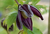 CLEMATIS BRUNETTE