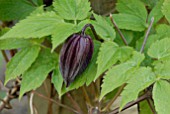 CLEMATIS BRUNETTE