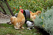 FANCY POULTRY IN VEGETABLE GARDEN