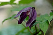 CLEMATIS BRUNETTE