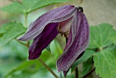 CLEMATIS BRUNETTE