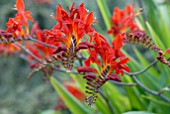 CROCOSMIA LUCIFER