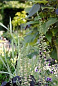 DIGITALIS LUTEA AND CATALPA BIGNONIODES PURPUREA