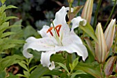 LILIUM ORIENTAL HYBRID MUSCADET