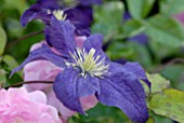 CLEMATIS RHAPSODY