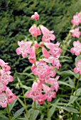 PENSTEMON FUJIYAMA