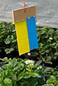 STICKY TRAP PEST CONTROL IN POLYTUNNEL OF STRAWBERRIES