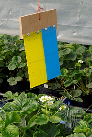 STICKY_TRAP_PEST_CONTROL_IN_POLYTUNNEL_OF_STRAWBERRIES
