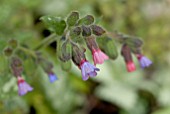 PULMONARIA LEWIS PALMER