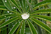 RAIN DROPLETS ON LUPIN LEAF