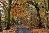 AUTUMN BEECH TREES IN OXFORDSHIRE WOODLAND