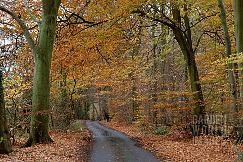 AUTUMN_BEECH_TREES_IN_OXFORDSHIRE_WOODLAND