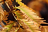 AUTUMN LEAVES OF METASEQUOIA GLYPTOSTROBOIDES