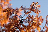 AUTUMN LEAVES OF METASEQUOIA GLYPTOSTROBOIDES