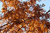 AUTUMN LEAVES OF METASEQUOIA GLYPTOSTROBOIDES