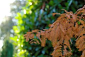 AUTUMN LEAVES OF METASEQUOIA GLYPTOSTROBOIDES