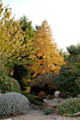 METASEQUOIA GLYPTOSTROBOIDES IN AUTUMN