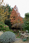 METASEQUOIA GLYPTOSTROBOIDES IN AUTUMN