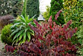 VIBURNUM PLICATUM MARIESII AND ECHIUM PINANA IN AUTUMN