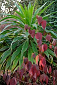 LEAVES OF VIBURNUM PLICATUM MARIESII AND ECHIUM PINANA IN AUTUMN