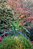 ECHIUM PINANA IN MIXED AUTUMN BORDER