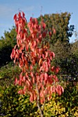 PRUNUS AMANOGAWA IN AUTUMN