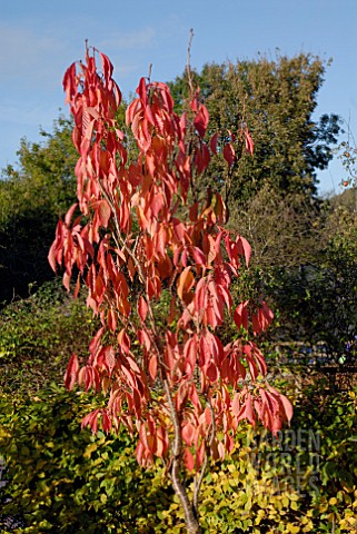 PRUNUS_AMANOGAWA_IN_AUTUMN