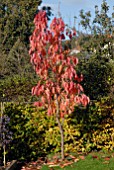 PRUNUS AMANOGAWA IN AUTUMN