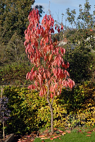 PRUNUS_AMANOGAWA_IN_AUTUMN