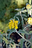 PHLOMIS FRUTICOSA FLOWER