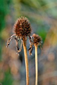 AUTUMNAL ECHINACEA PURPUREA SEEDHEADS