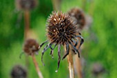 AUTUMNAL ECHINACEA PURPUREA SEEDHEADS